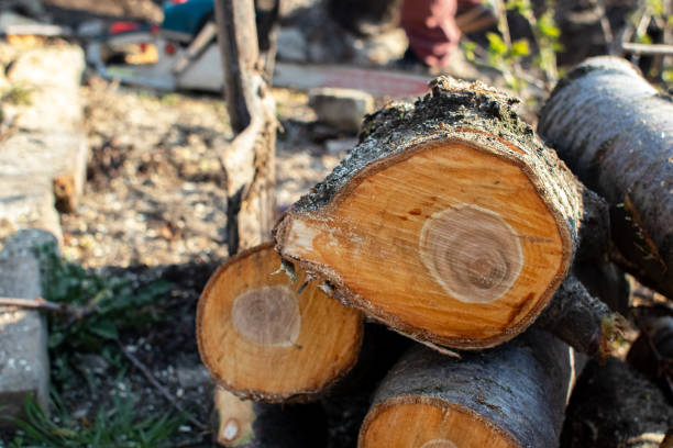 How Our Tree Care Process Works  in  Eastport, NY